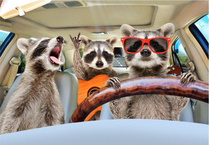 Products: Three funny raccoon Smart Art Design
