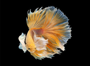 Yellow multi color Siamese fighting fish Smart Art Design