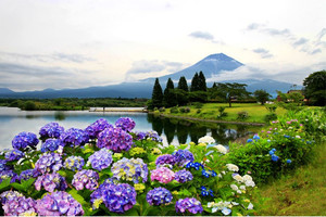 Products: Colourful view of Hydrangea flowers Smart Art Design