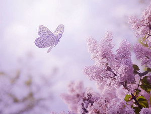Products: Beautiful butterfly and flowers Smart Art Design