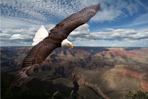 Products: Eagle Smart Art Design