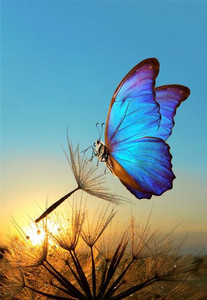 Products: Morpho butterfly and dandelion Smart Art Design