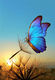 Morpho butterfly and dandelion Smart Art Design