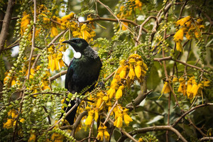 Products: New Zealand native honeyeater bird the Tui Smart Art Design