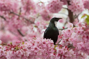 Products: A Tui relaxes in a cherry blossom tree Smart Art Design