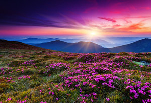 Products: Magic pink flowers Smart Art Design