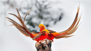 Products: Beautiful Golden Pheasant Smart Art Design