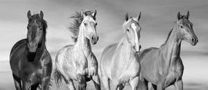 Products: Four horses Smart Art Design