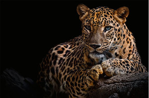 Products: Leopard Smart Art Design