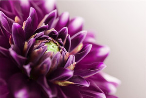 Products: Purple flower close-up Smart Art Design