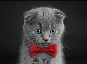 Products: Cute lovely kitten Smart Art Design