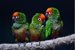 Products: Golden-capped Parakeet Smart Art Design