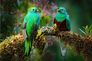 Products: Two Quetzals Smart Art Design