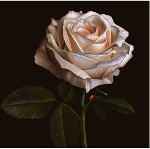 Products: White rose Smart Art Design