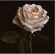 White rose Smart Art Design
