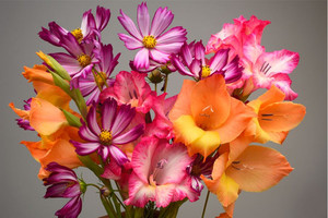 Products: Gladiolus and cosmos, orange and pink petals Smart Art Design