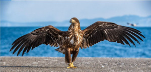 Products: Juvenile White Eagle Smart Art Design