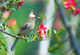 White-collared Yuhina Smart Art Design