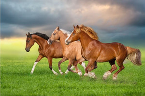 Products: Horse herd run gallop on spring green meadow Smart Art Design