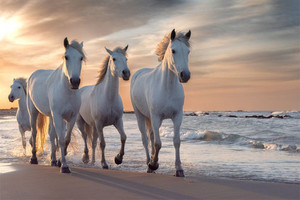 Products: Herd of white horses running through the water Smart Art Design