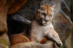 Products: Wild big cat Cougar Smart Art Design