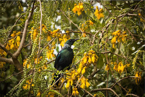 Products: New Zealand bird the Tui Smart Art Design