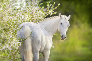 Products: Beautiful white horse in spring blossom Smart Art Design
