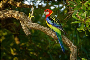 Products: Eastern rosella Smart Art Design