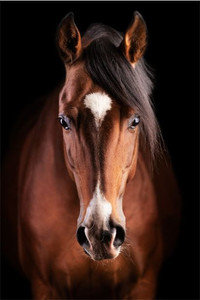 Frontal portrait of a brown horse Smart Art Design