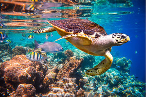 Products: Hawksbill Turtle Smart Art Design