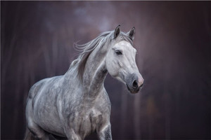 Products: White horse Smart Art Design