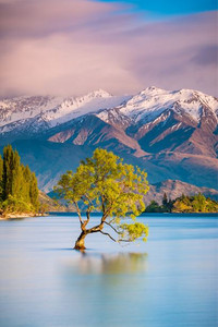 Products: That Wanaka Tree at sunrise Smart Art Design