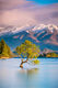 That Wanaka Tree at sunrise Smart Art Design