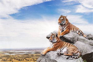 Products: Calm tigers on the rocks Smart Art Design