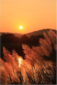 Grass Plumes At Sunset Smart Art Design