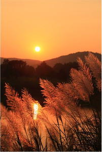 Products: Grass Plumes At Sunset Smart Art Design