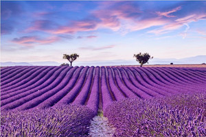 Products: Lavender field summer sunset Smart Art Design