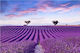 Lavender field summer sunset Smart Art Design