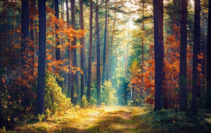Autumn forest nature Smart Art Design