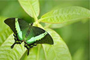 Papilio palinurus, Green emerald swallowtail butterfly Smart Art Design