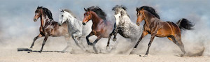 Wild horses Smart Art Design