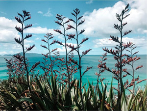 Products: Native New Zealand Flax Flowers Smart Art Design