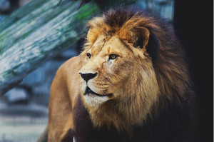 A big wild Lion Smart Art Design