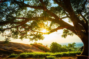 Big Tree Branch Smart Art Design