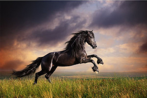 Black Friesian horse gallop Smart Art Design