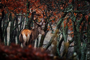 Red deer Smart Art Design