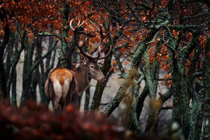 Products: Red deer Smart Art Design