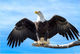 Bald Eagle Smart Art Design