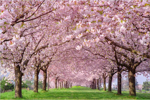 Cherry blossom trees Smart Art Design