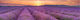Lavender Smart Art Design